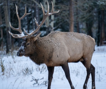 Banff - Large Elk walking in the snow