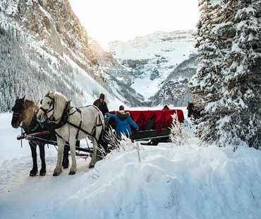 Horse pulling sleigh in Lake Louise Winter