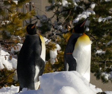 Penguins standing on Ice at the Calgary Zoo