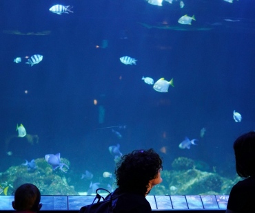 Fish swimming in tank at Vancouver Aquarium 