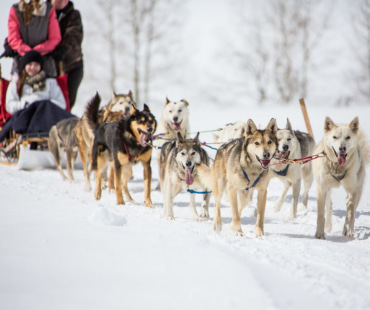 Dog Sleds at Beaver Creek