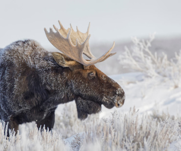 Jackson Hole Wildlife Tours