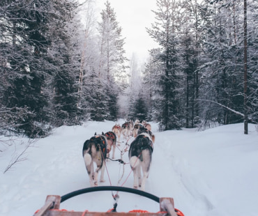 Telluride Dog Sledding