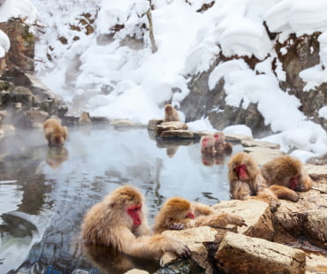 Jigokudani Snow Monkey Park