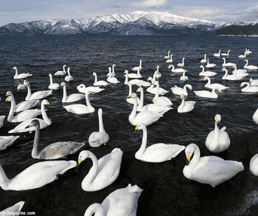 Migrating White Swans at Aomori Spring