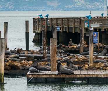 Sea lions sitting on the fishermans Wharf