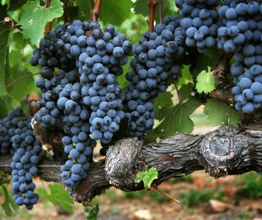 Dark purple grapes in Napa