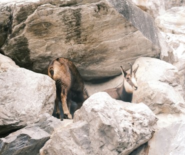 Mountain goats at Alpenzoo