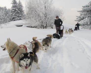 Dog Sleds at Chamonix