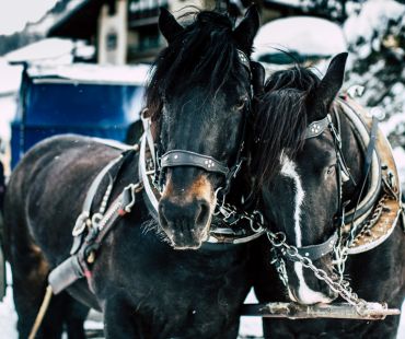 horses pulling carriage