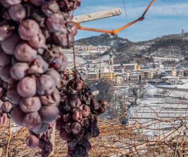 Grapes hanging in Cembra vineyard