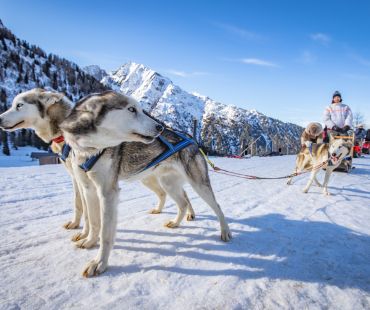 Dogs running on the snow trails