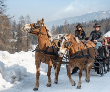 Horses pulling sleigh in Val di Sole