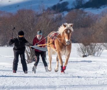 Skiers being pulled through the snow by horses