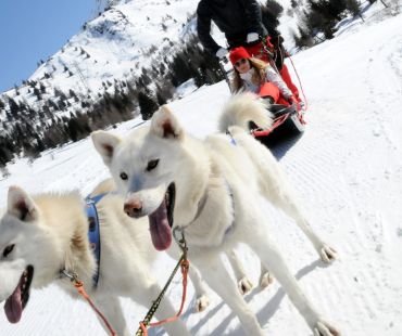 White dogs pulling sledders