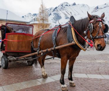 Horse pulling cart