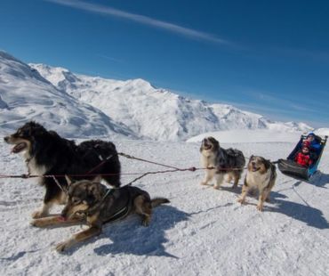 Dogs on the ice pulling sled