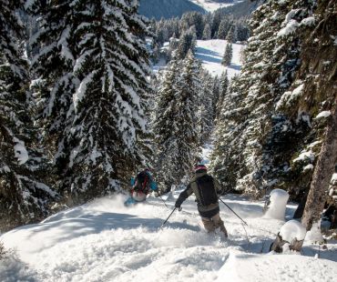 Skiers carving through powdery tree runs