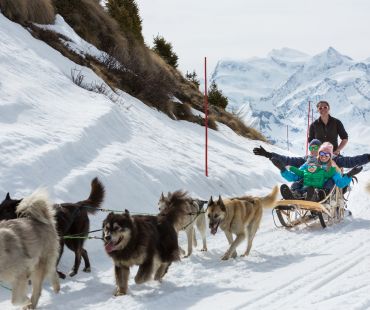 dogs pulling sleds through the snow