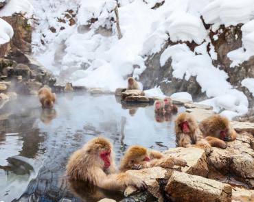 Snow Monkeys Park